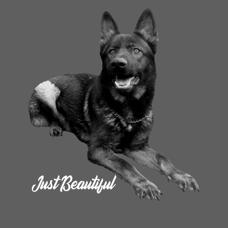 Schäferhund Deutscher Schäferhund Hundesport