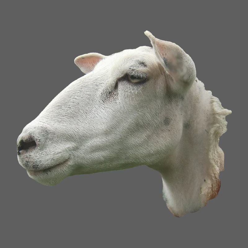 Schafkopf