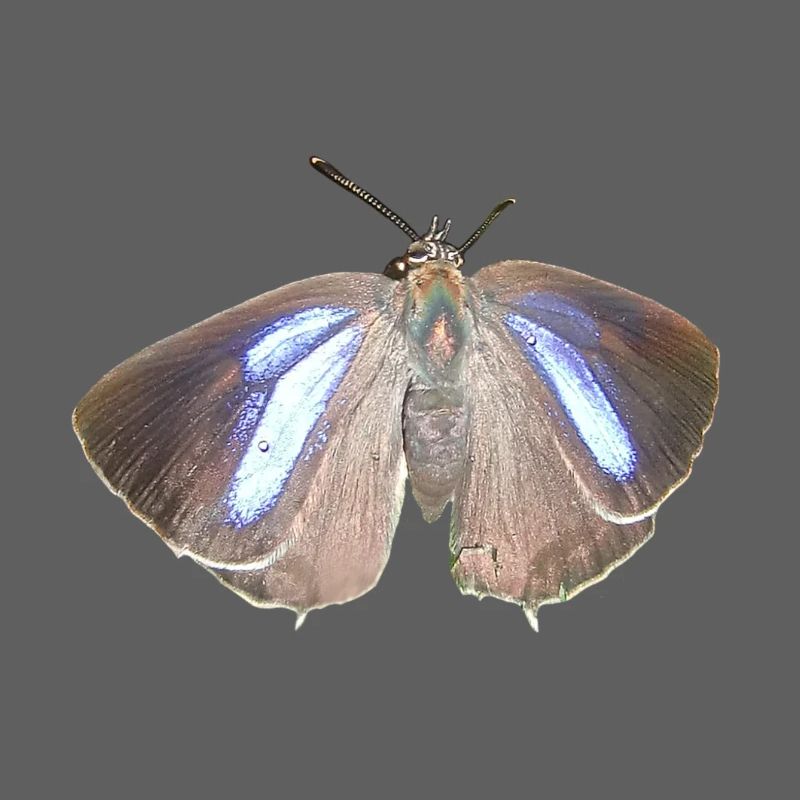 Blauer Eichen-Zipfelfalter