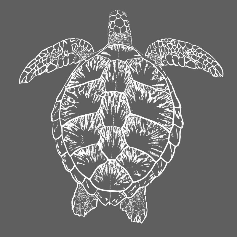 Turtle white2