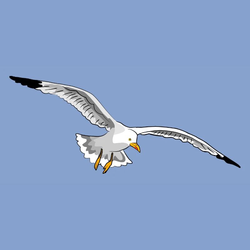 mouette