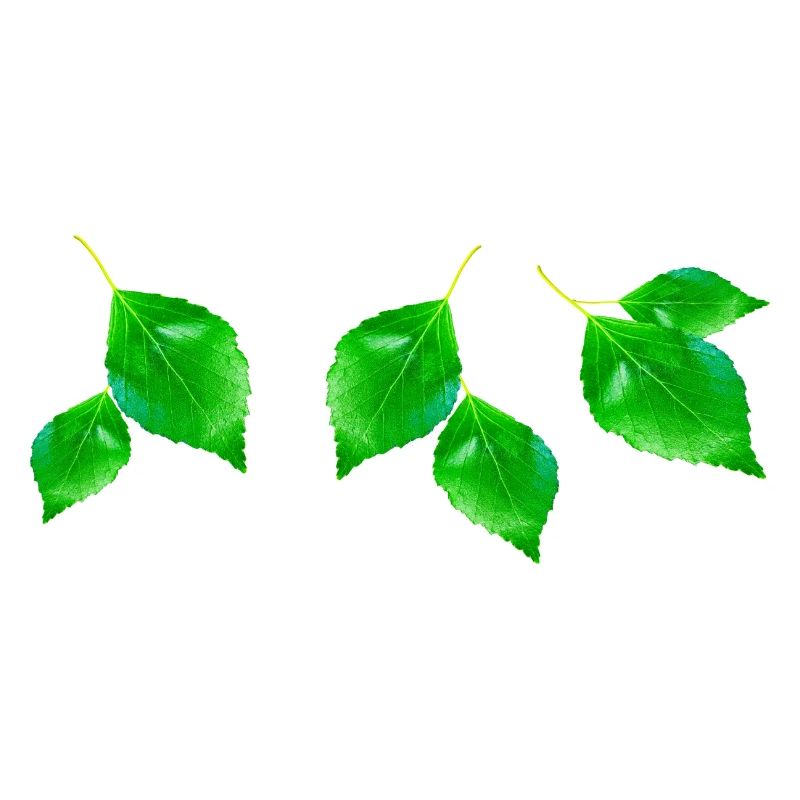 BIRCH ||