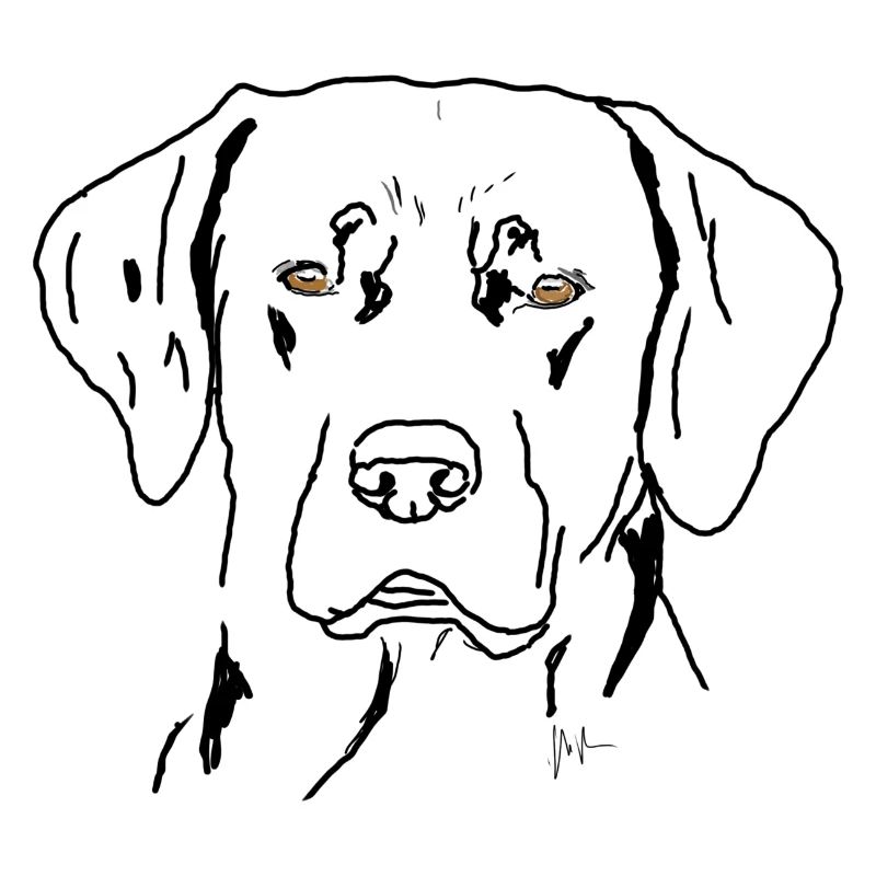 Labrador