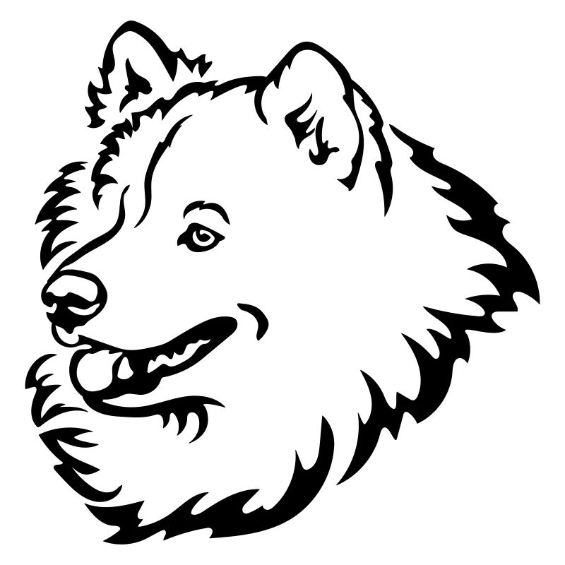 Samoyed head
