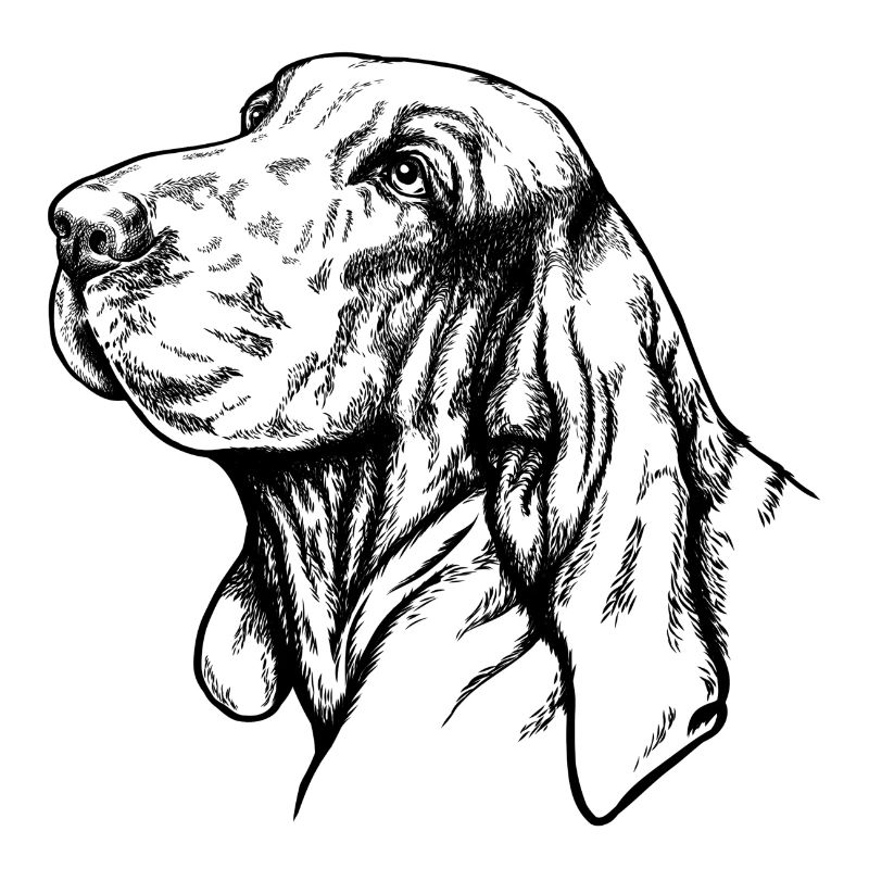 Bracco Italiano Portrait schwarz
