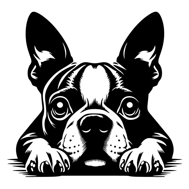 Boston Terrier Kopf mit Pfoten