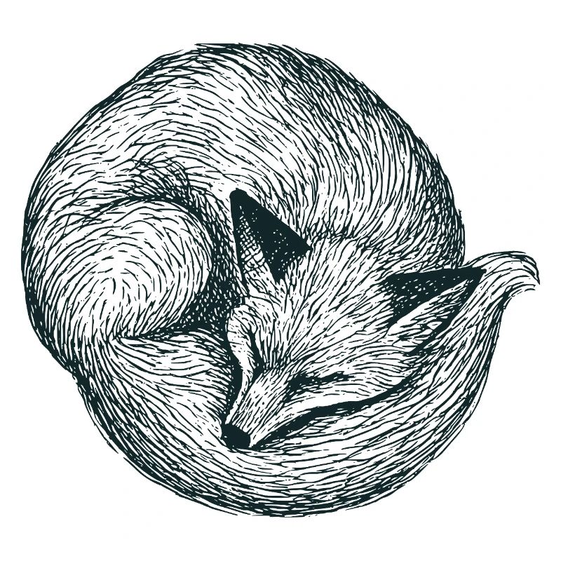 Curled up fox