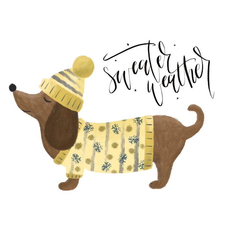 Teckel avec pull et chapeauSweater Météo jaune