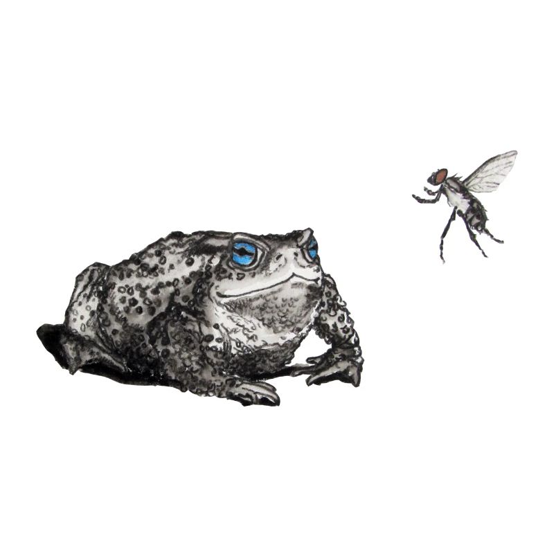 Toad and fly