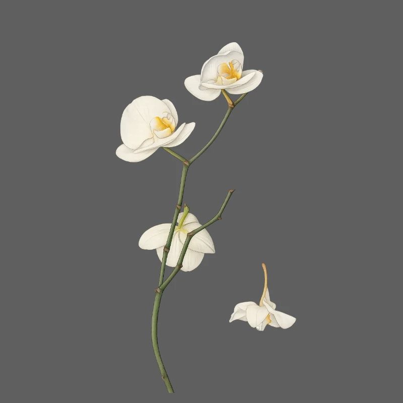 Élégante fleur d’orchidée blanche