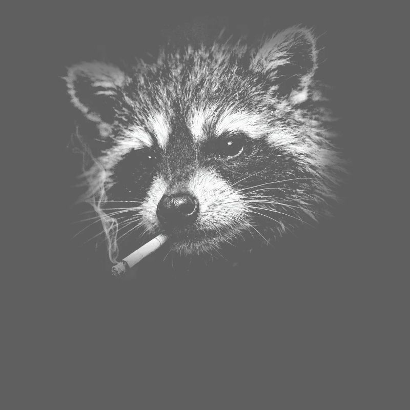 Rauchen, Zigarette, Waschbär raucht eine Zigarette