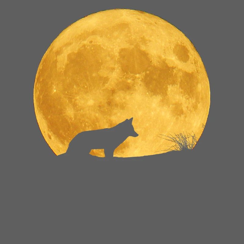 Loup silhouette et lune dorée