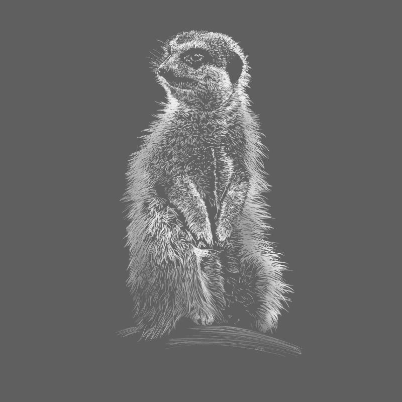 suricates
