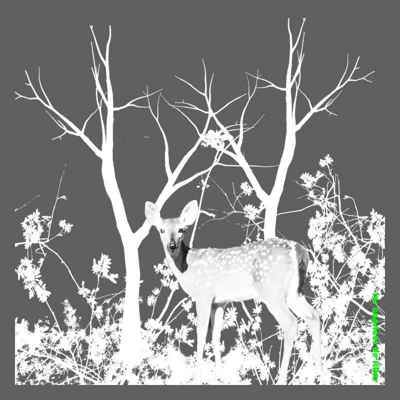 Biche Gracieuse Forêt Sauvage