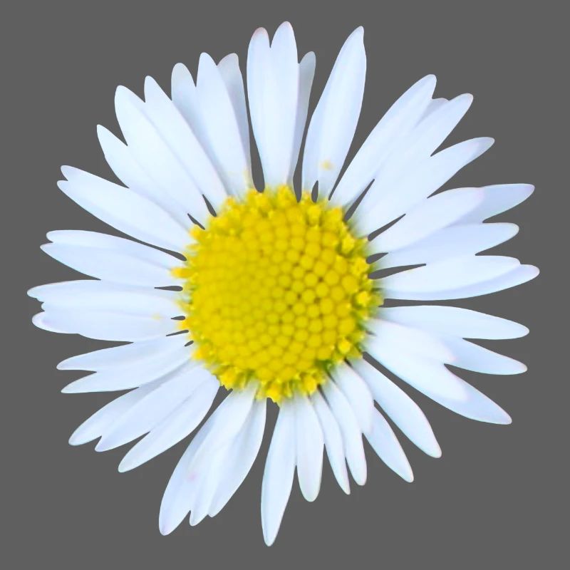 Gänseblümchen