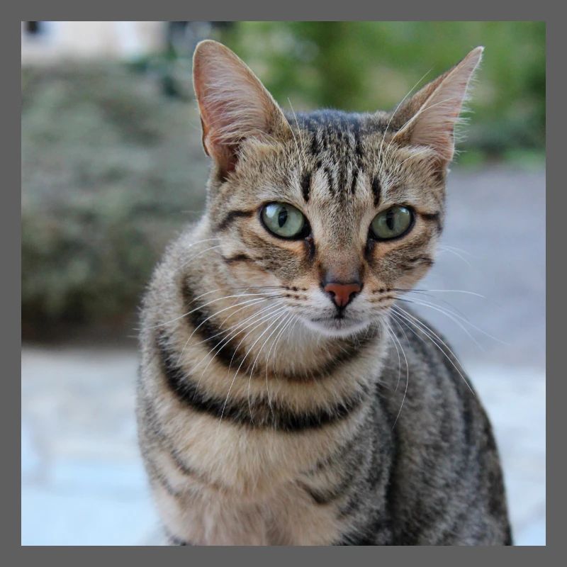 Chat chaton affiche chat carré affiche