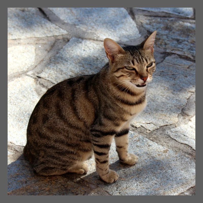 Cat Kitten Poster Square Cat Poster