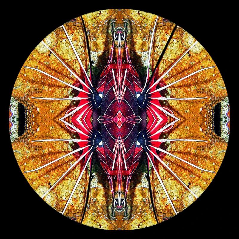 Nature Mandala Underwater, Lionfish