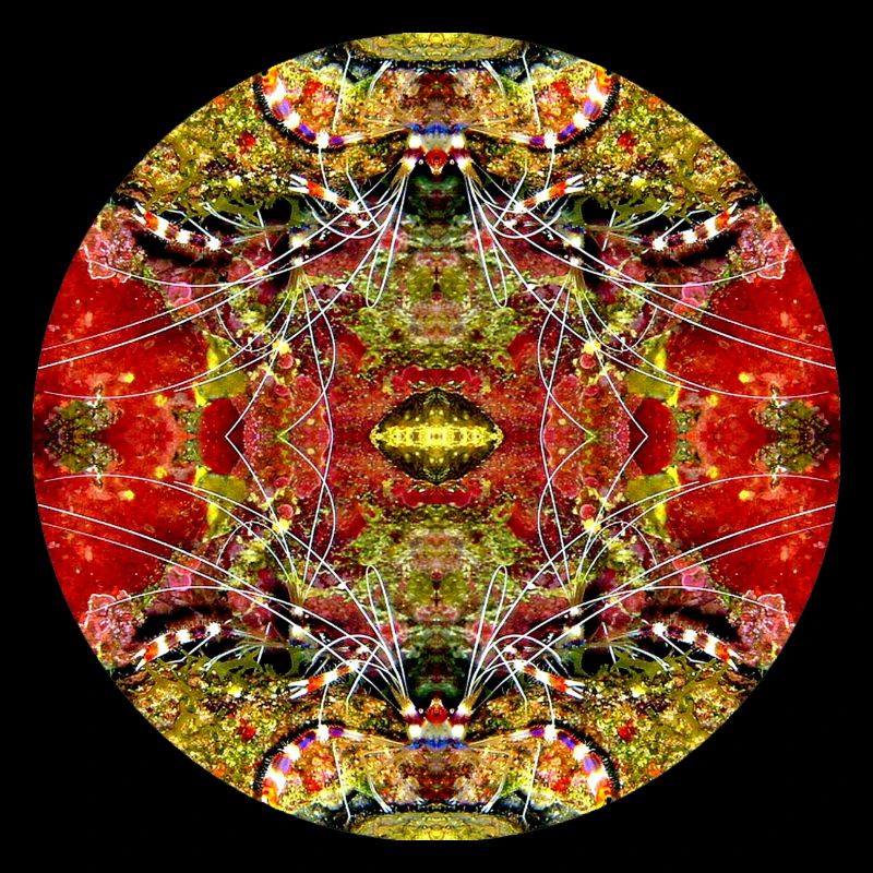 Nature Mandala Underwater Landscape
