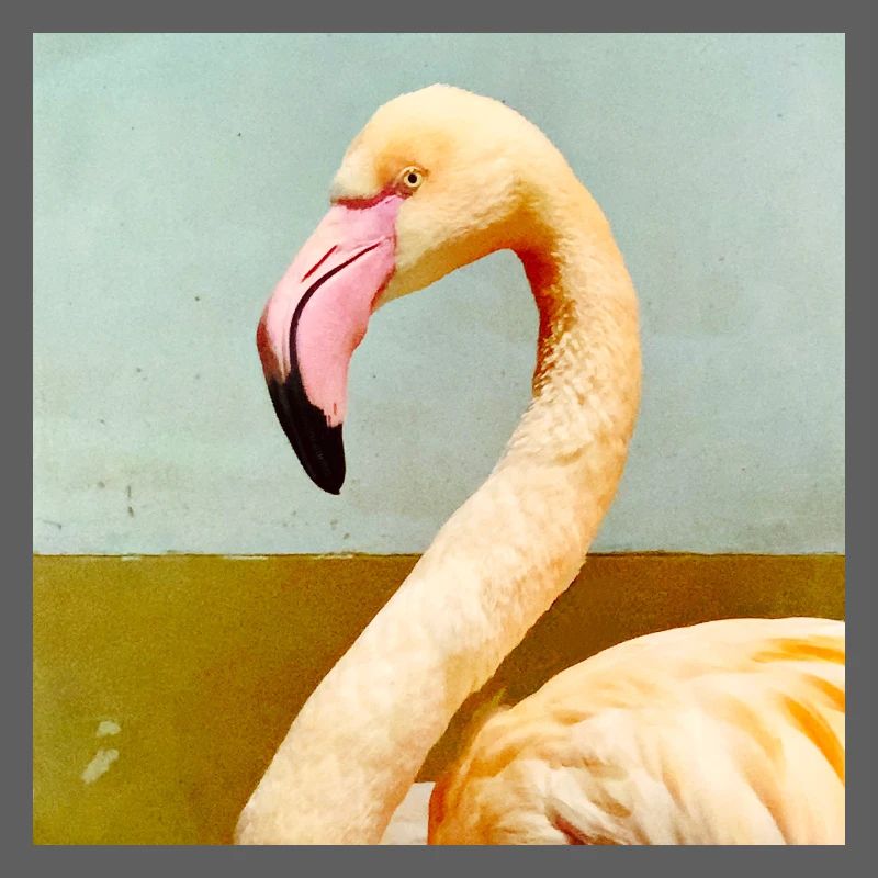 Flamant