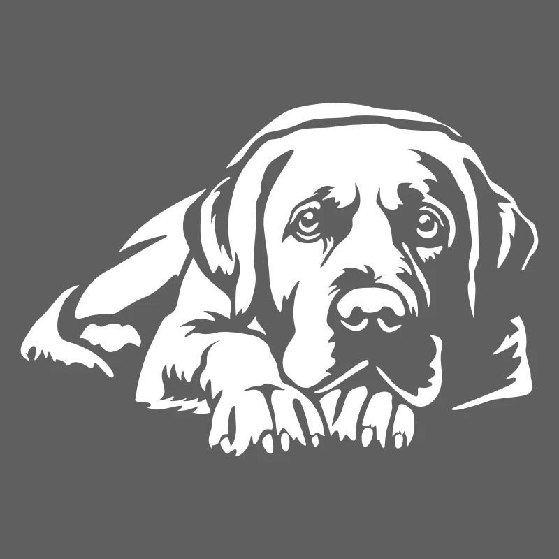 Labrador « Édition Noire »