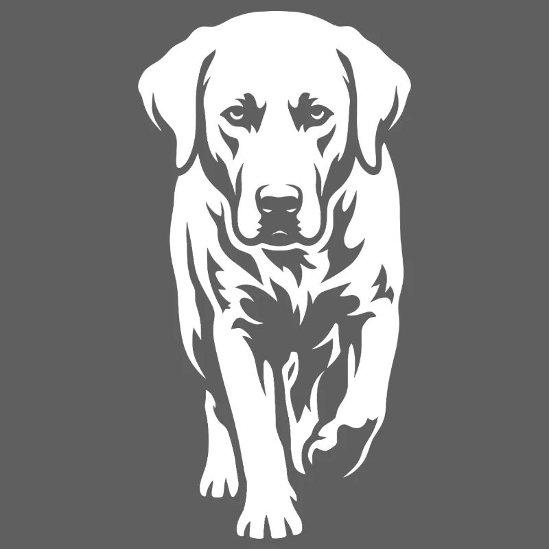Labrador – Timeless elegance