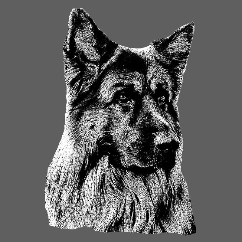 Schäferhund Deutscher Schäferhund Owczarek niemiecki