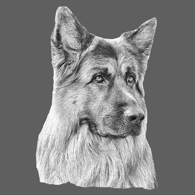 Old German Shepherd German Shepherd