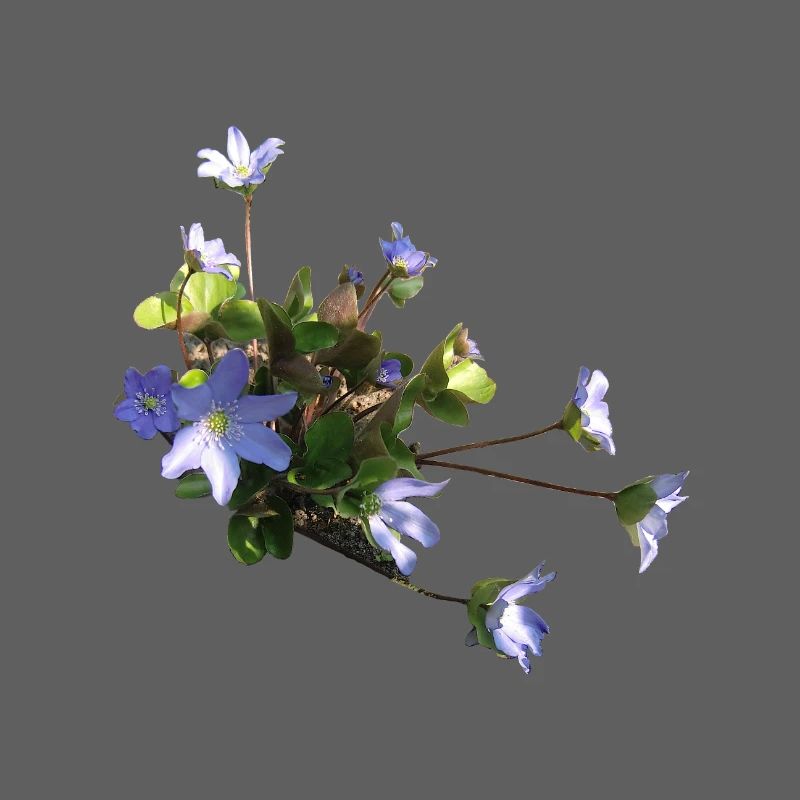 Leberblümchen