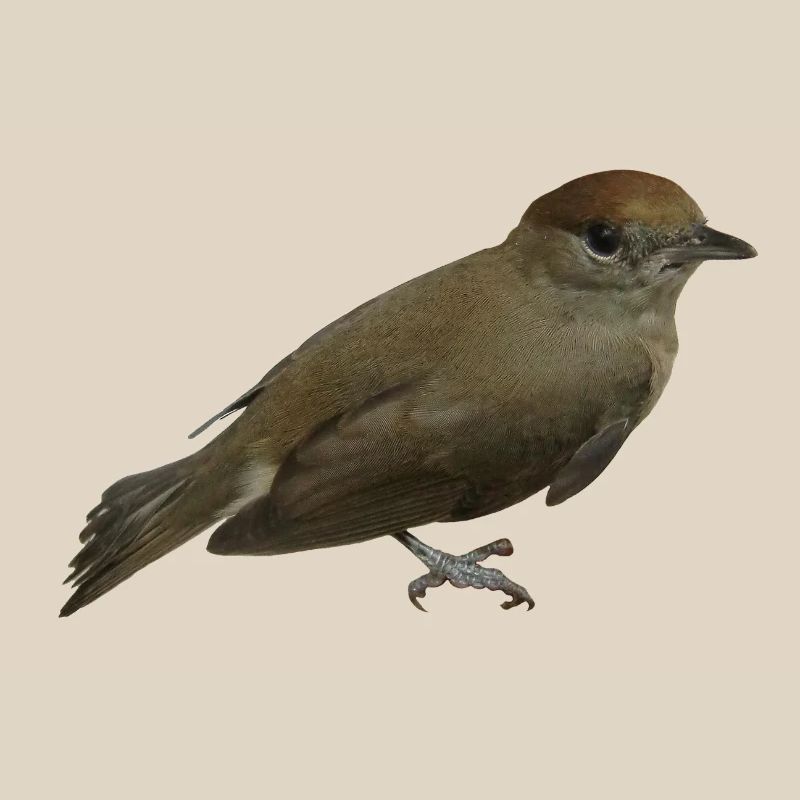 Blackcap female