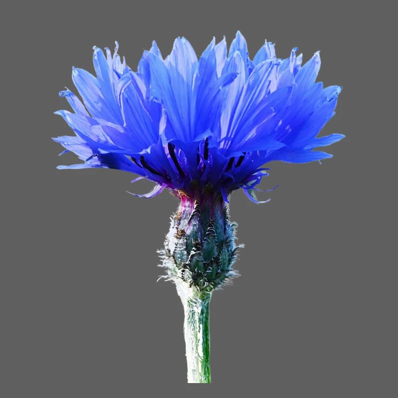 Bleuet