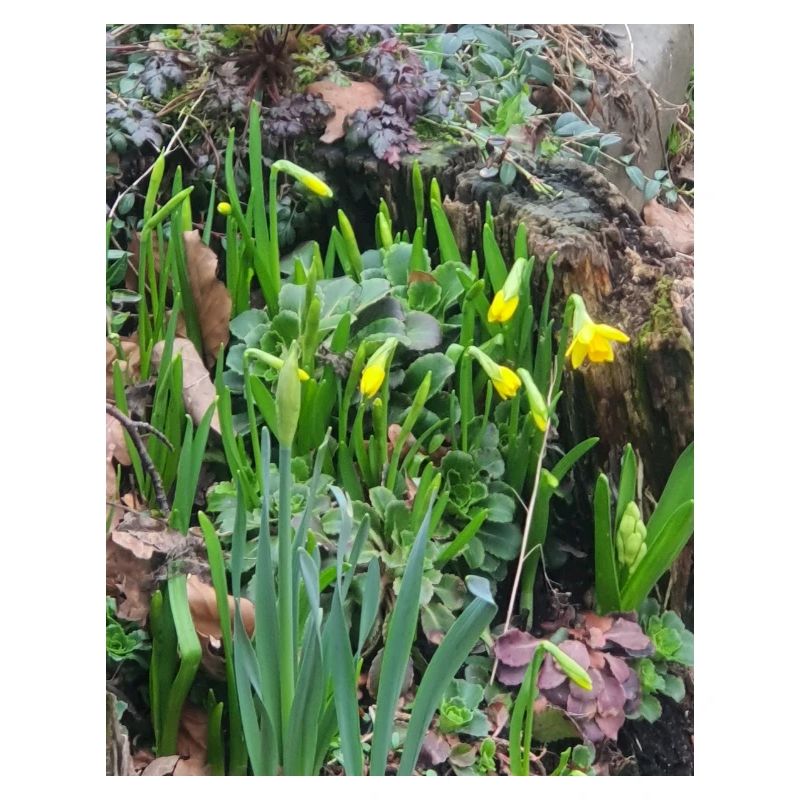 EC Flowers I Daffodil I Gift I Spring