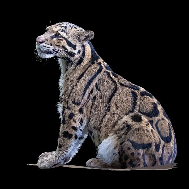 Clouded leopard