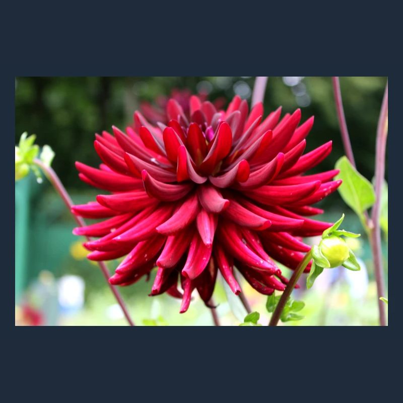 Dahlia Fleur Rouge, Fleur