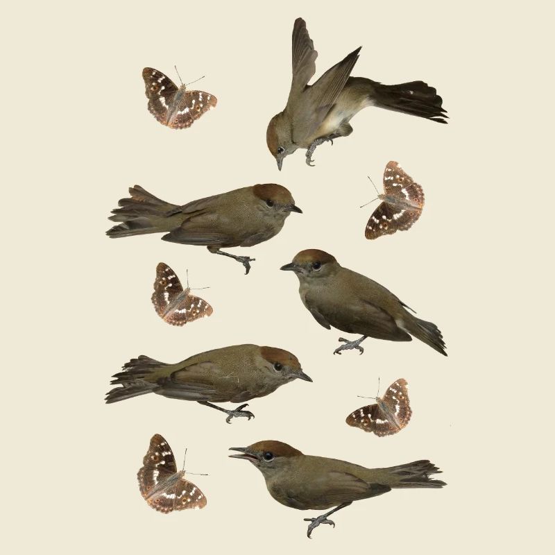 Passerine Blackcap with Schiller Butterfly