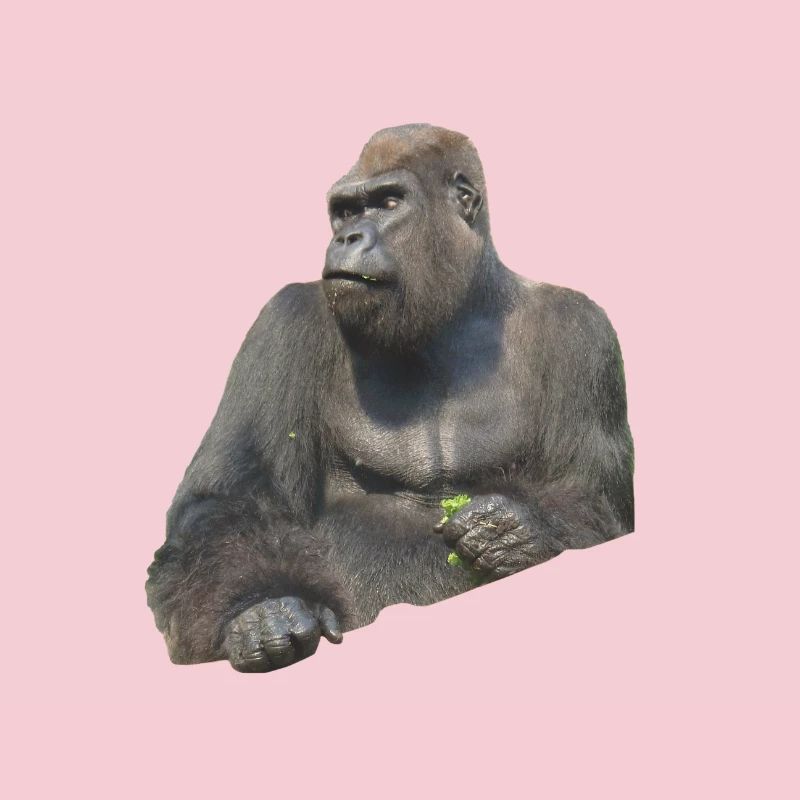 gorilla
