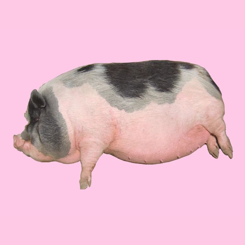 cochon