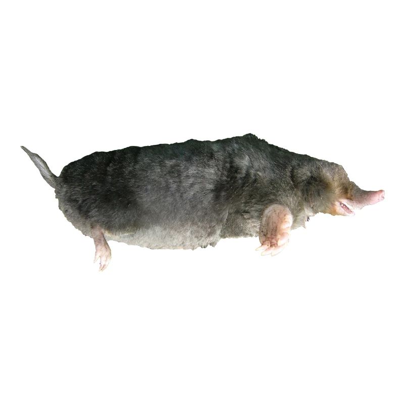 Mole