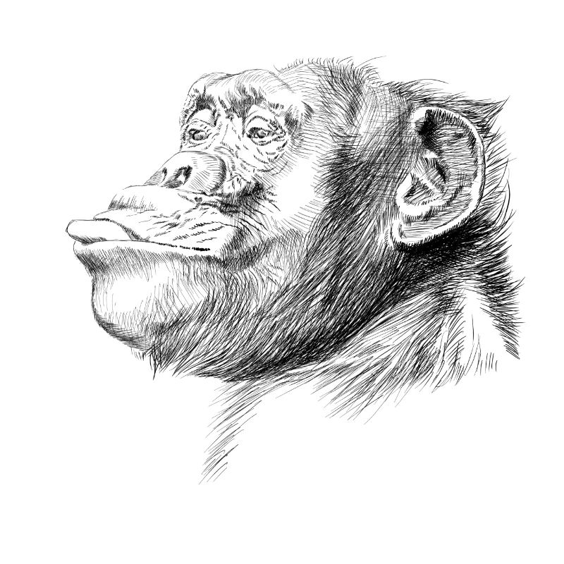 Monkey