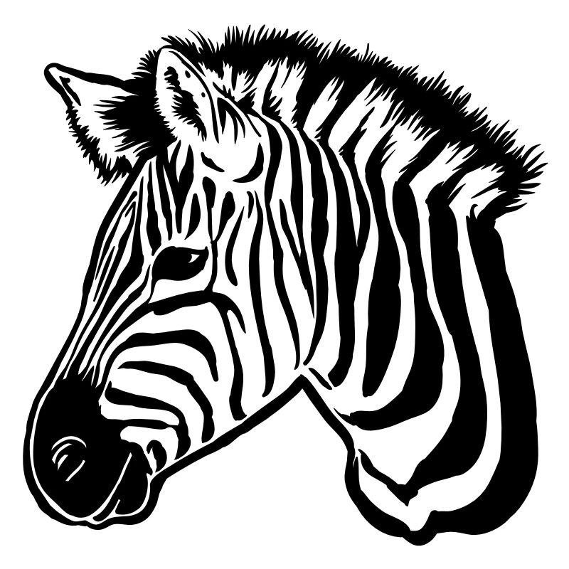 zèbre noir