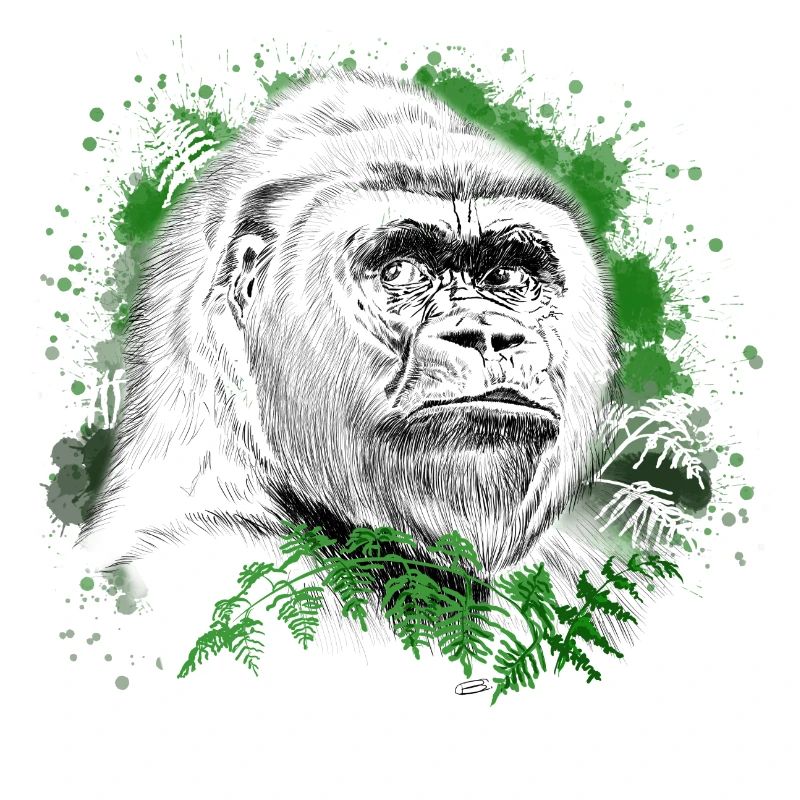 Gorilla