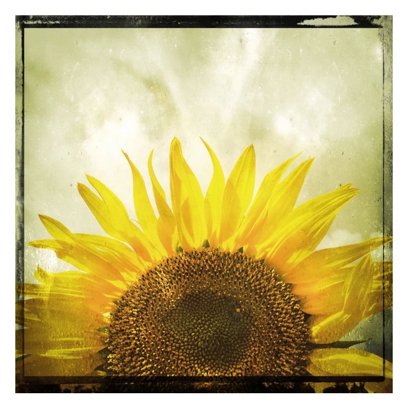Halbe Sonnenblume