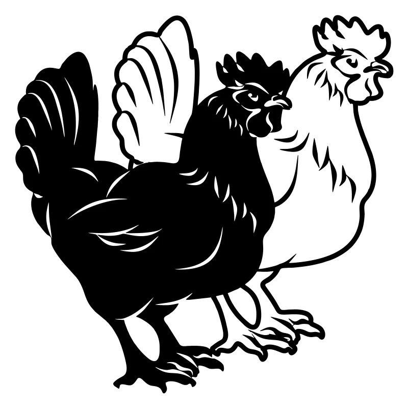 Chickens black and white