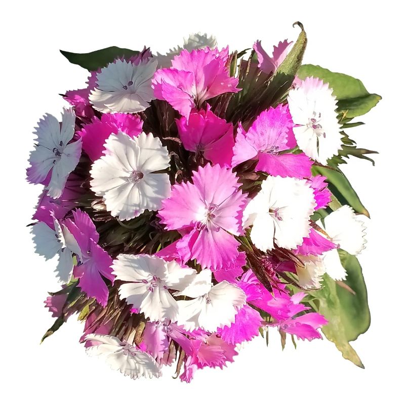 Bouquet d’œillets