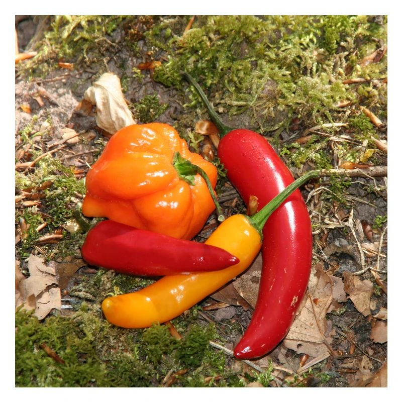 Farbenfrohe CHILI’s