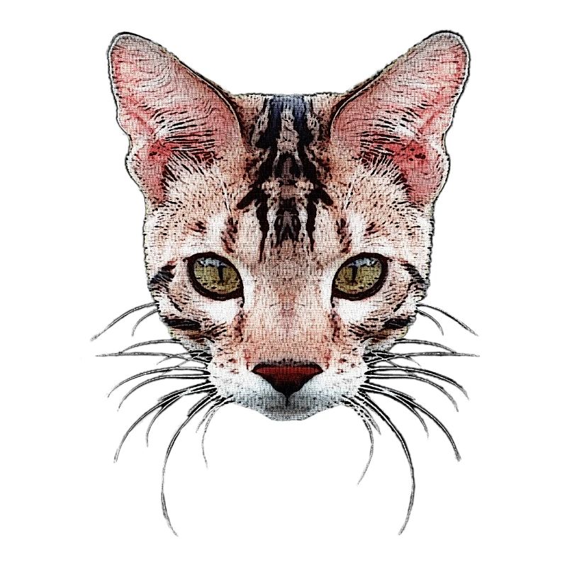 bengal katze, besitzer, verschenken