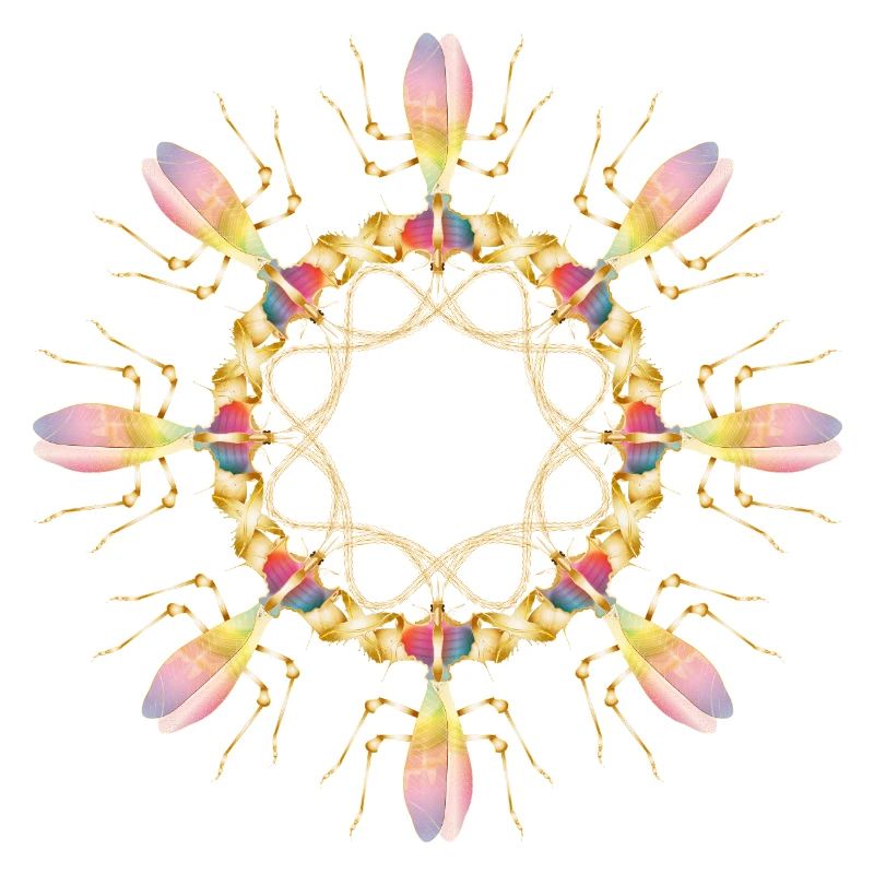 Insecte de fleur de diable tropical comme ornement