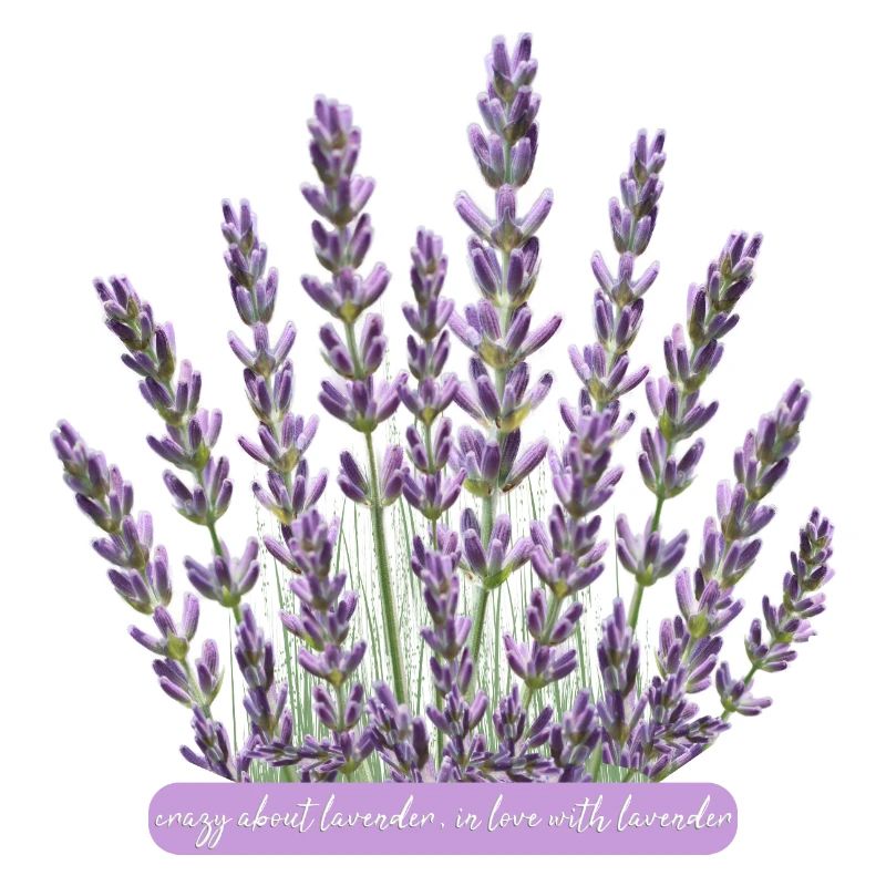 Lavender flowers crazy for lavender