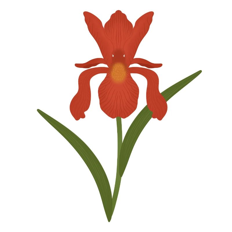Illustration botanique d’iris