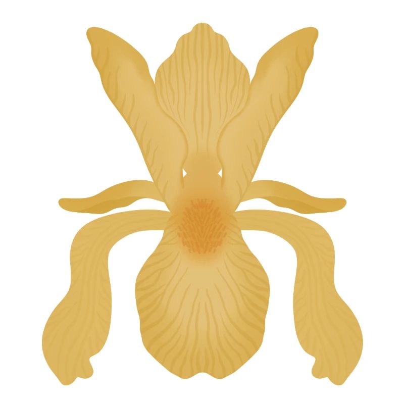Goldene Irisblüte